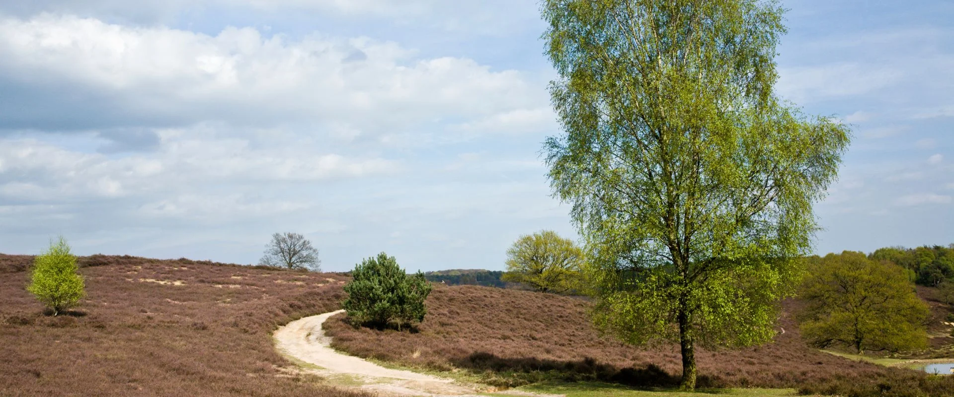 Veluwe natuur en rust