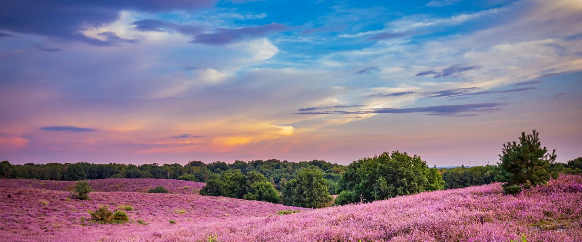 Veluwe natuur en rust