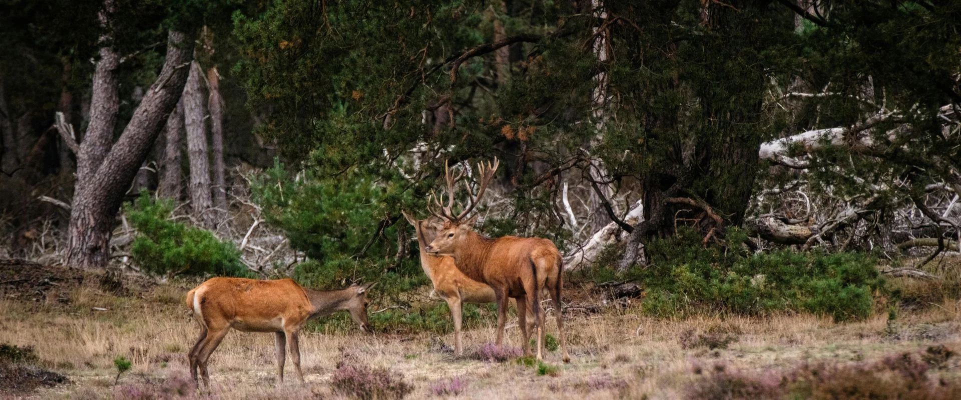 Veluwe boslandschap