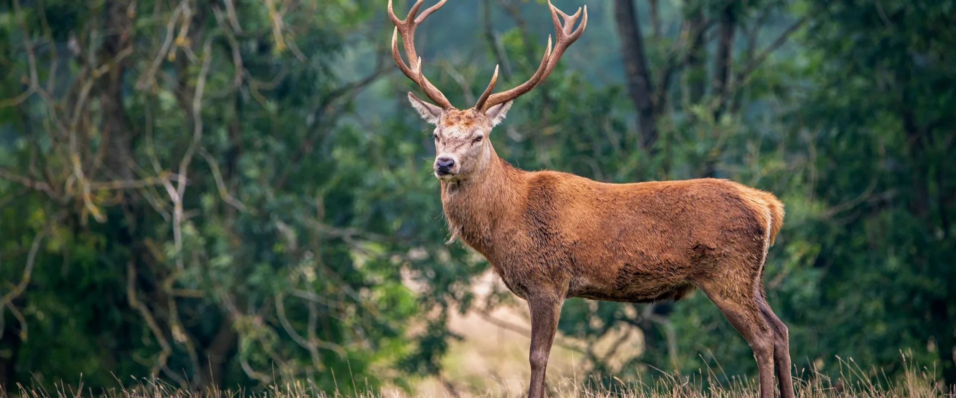 Veluwe boslandschap
