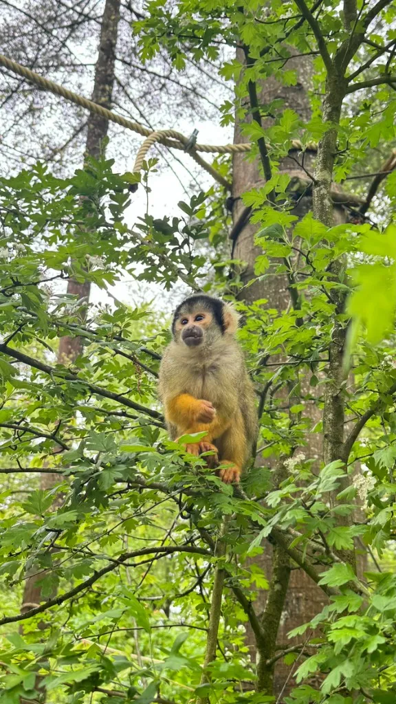Affe in einer baumreichen Umgebung im Apenheul
