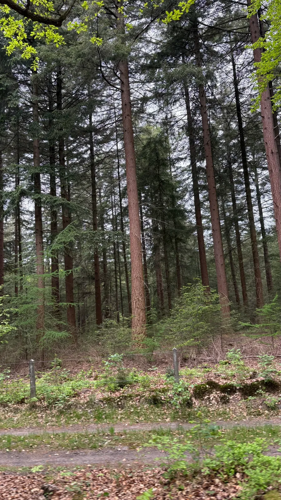 Wald mit hohen Bäumen an einem Wanderweg bei Hoenderloo