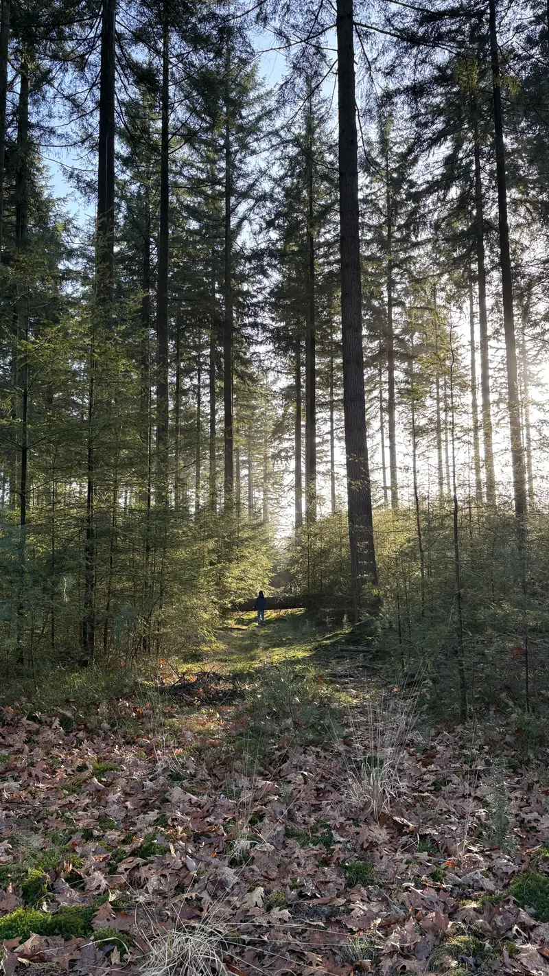 Wandelpad door de Veluwse bossen