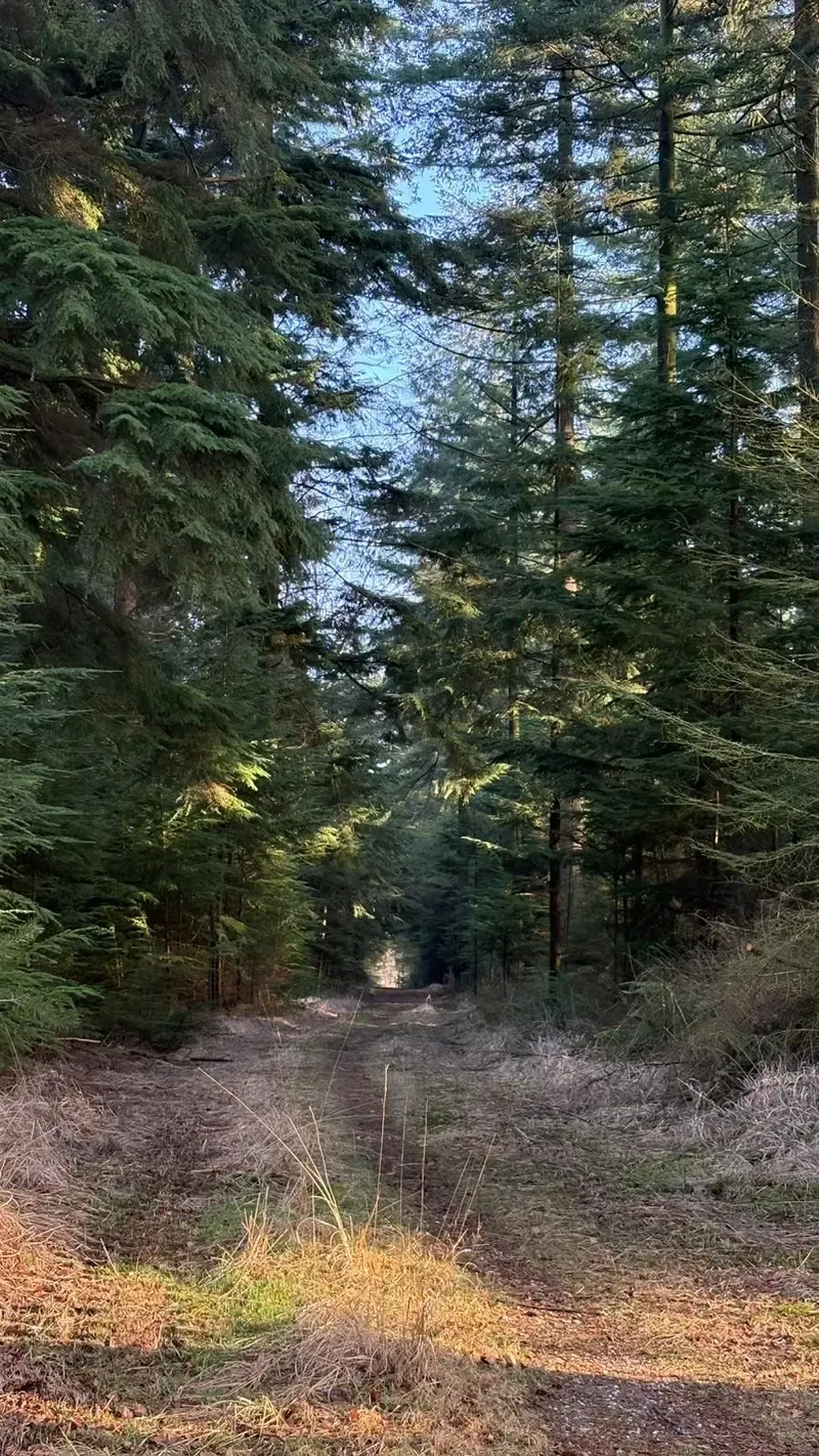 Wandeling door de Veluwse natuur met kinderen