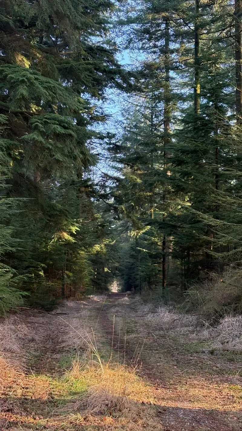 Wandeling door de Veluwse natuur met kinderen