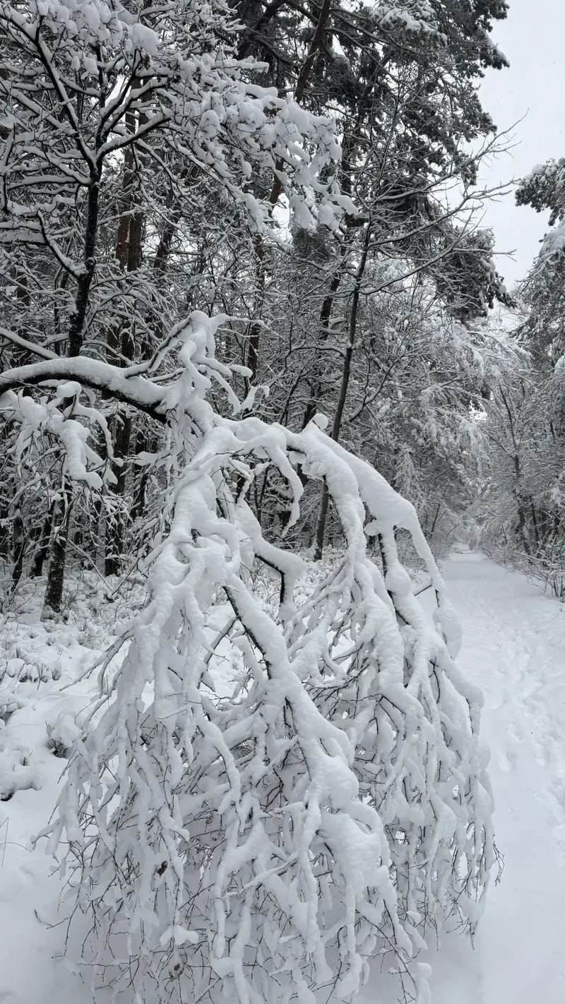 Last-Minute-Wintervergnügen in der Veluwe: Ein fantastischer Nachmittag auf dem Schlitten