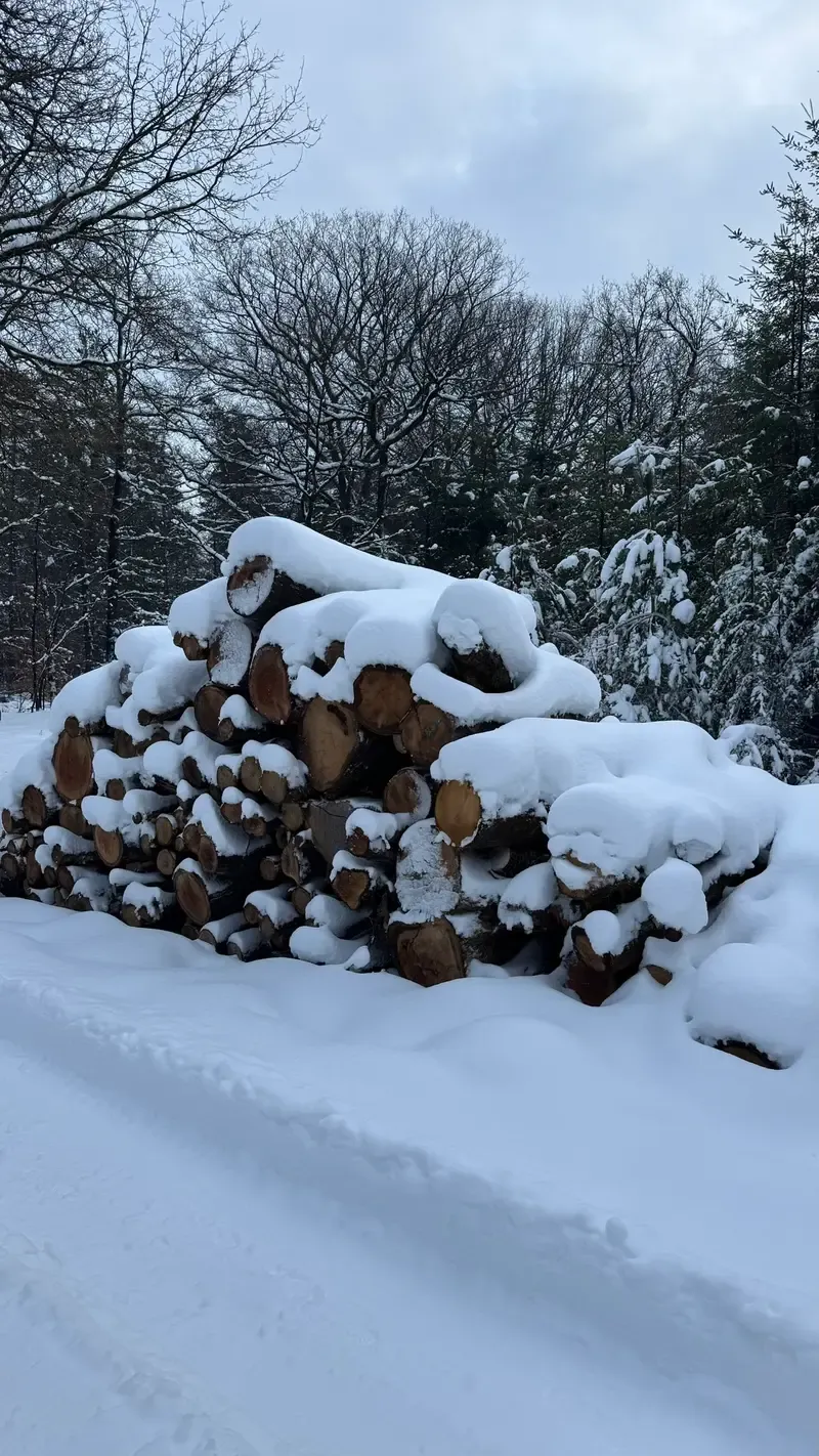 Magical winter weather on the Veluwe - January 6 and 7