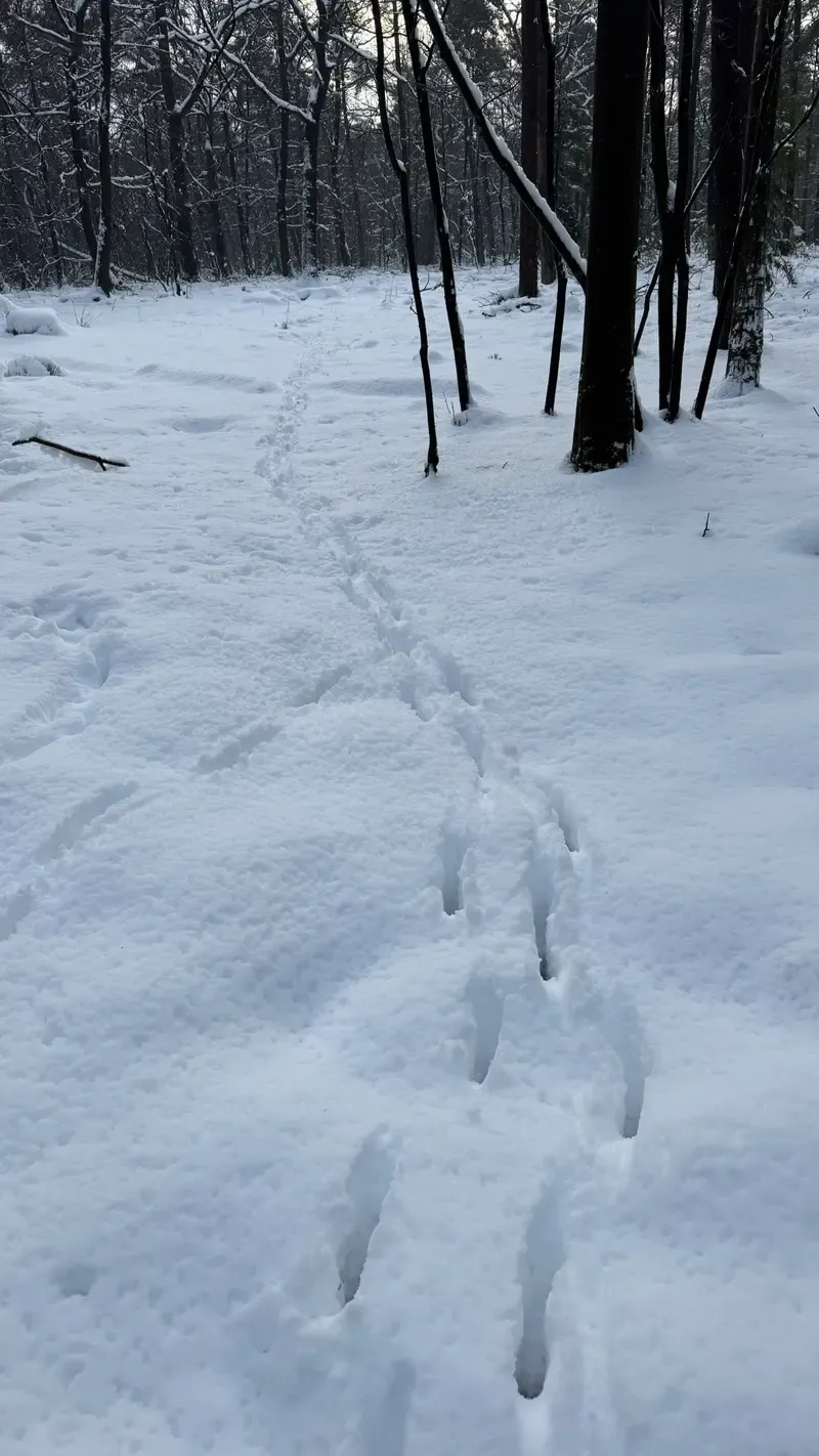 Wintervergnügen in der Veluwe mit Schnee und Schlitten