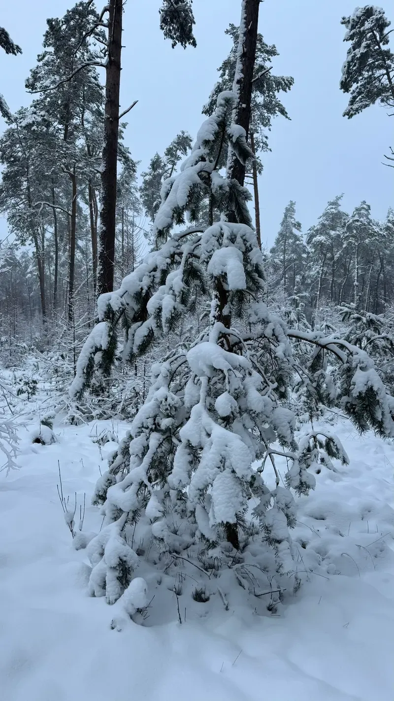 Walking through fresh snow on the Veluwe