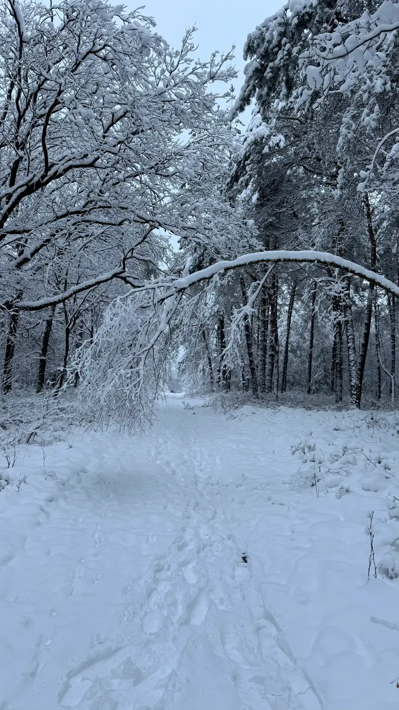 Winterbos op de Veluwe met sneeuw