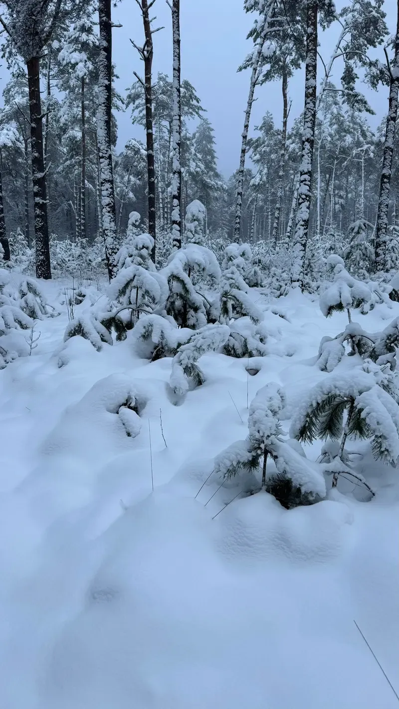 Snow landscape Veluwe January