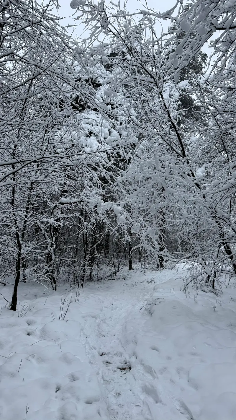 Diersporen in de sneeuw op de Veluwe
