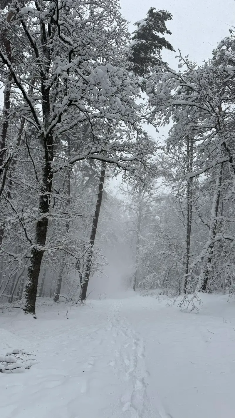 Fresh snow on the Veluwe January