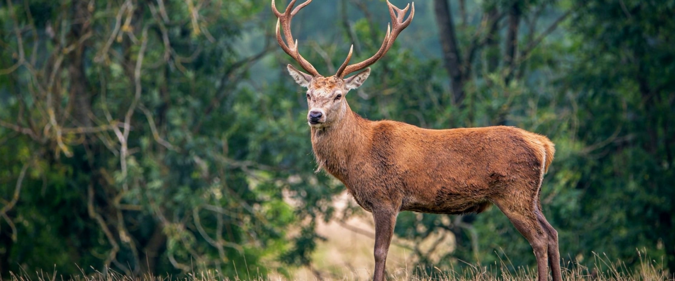 Veluwe boslandschap bij Hoenderloo