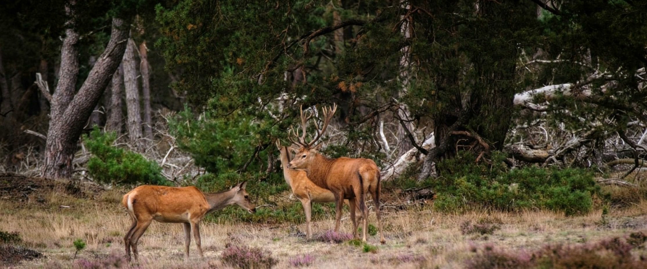 Veluwe boslandschap bij Hoenderloo